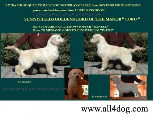 SUNNYFIELDS GOLDENS LORD OF THE MANOR