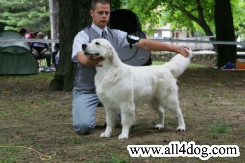 CH. Sundance Golden's Nora